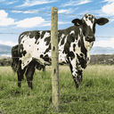 Ver imagem 2 de Arame Farpado Motto 500m Belgo Arame Farpado Motto da Belgo®