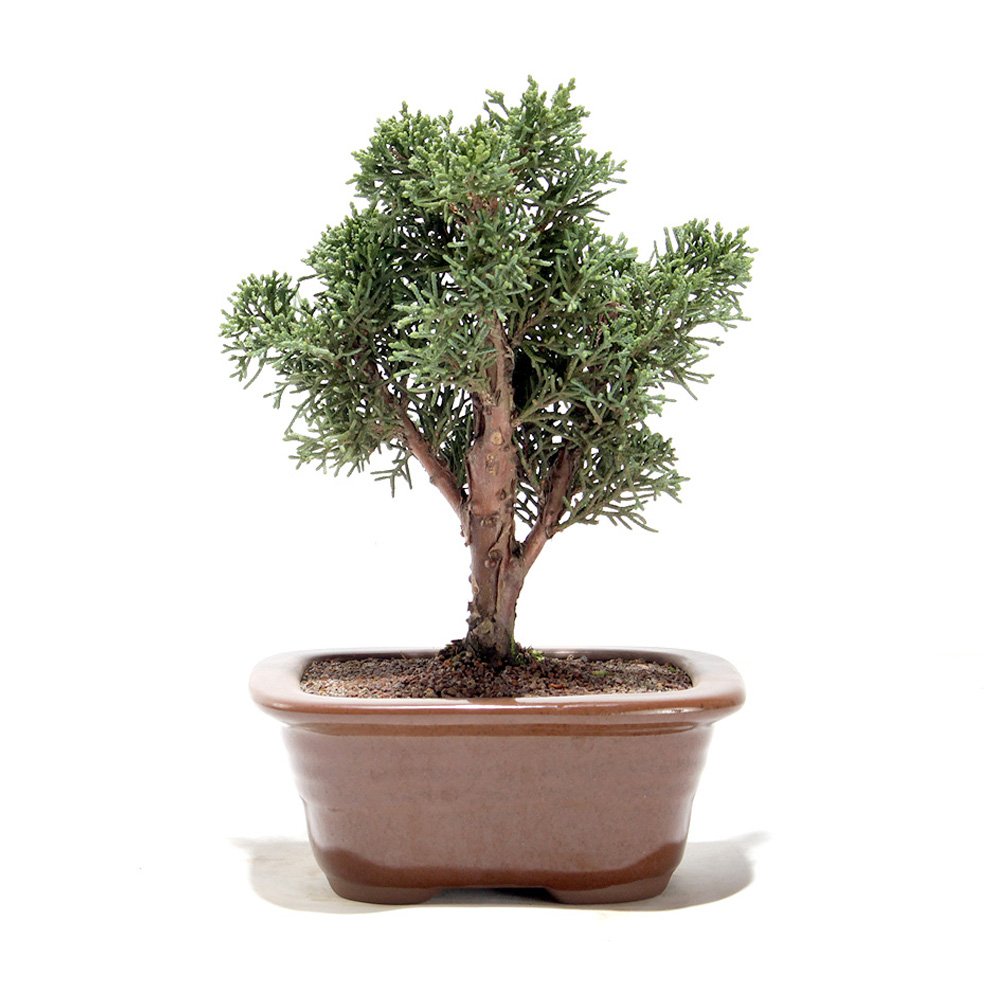 Bonsai Shimpaku 03 Anos