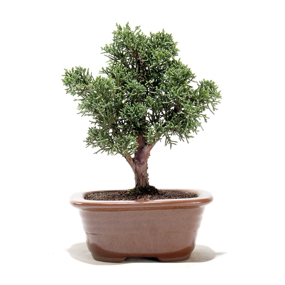 Bonsai Shimpaku 03 Anos - 3