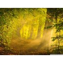 Ver imagem 2 de Papel de Parede Paisagens Floresta 111 - 1,00 X 1,00