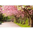 Ver imagem 2 de Papel de Parede Paisagens Floresta 12 - 1,00 X 1,00