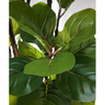 Planta Árvore Folhas Ficus Lyrata Grande para Decoração Verde Real - 4