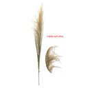 Ver imagem 1 de Capim Dos Pampas Seco - Alt 1.50 M