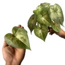 Ver imagem 3 de 10 Buquês Artificiais com Folhagens Verde Realista para Arranjos Modernos e Decoração Moderna