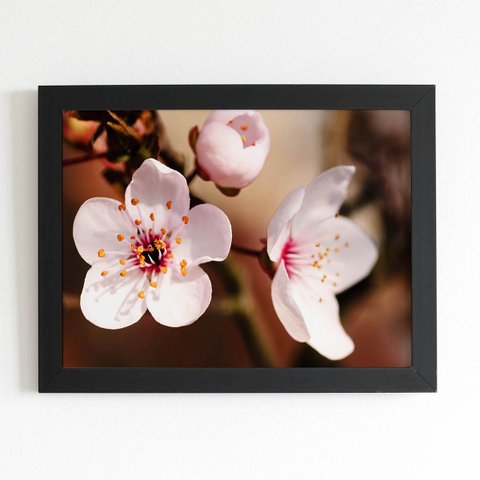 Quadro Cerejeira Okinawa Flores Foto Moldura Preta 60x40cm