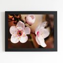 Ver imagem 1 de Quadro Cerejeira Okinawa Flores Foto Moldura Preta 60x40cm