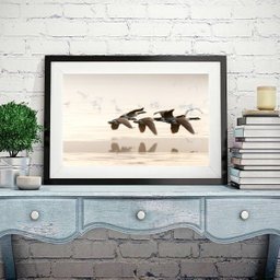 Quadro Fotografia Patos Voando - 60x48cm:madeira Preta - 1