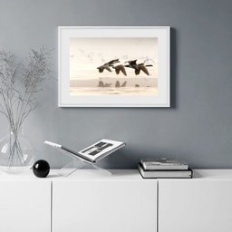 Quadro Fotografia Patos Voando - 60x48cm:madeira Preta - 2