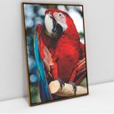 Ver imagem 1 de Quadro Decorativo em Canvas Arara Vermelha TaColado Moldura Flutuante 4,5cm Freijó 60 x 40cm