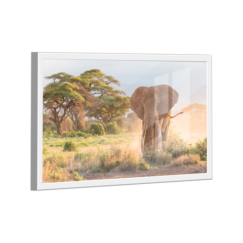 Quadro Elefante Savana -- BR ARTES