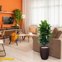 Ver imagem 2 de Planta Artificial Árvore Uva de Primavera 1,30mt Altura