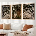 Ver imagem 1 de Kit Quadro Decorativo 3 Telas Arvore da Vida e Suas Raízes Tacolado Moldura Caixa 3cm Madeira com Vi