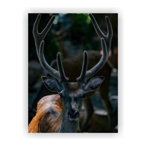 Quadro Decorativo Paisagens Variadas Sem Moldura Modelo 06