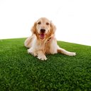 Ver imagem 3 de Grama Sintética 22mm Identica a Natural (50m²) 2,00m X 25,00m Eurograss