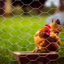 Ver imagem 3 de Tela Hexagonal Galinheiro 50x1,50m Fio 23 Morlan