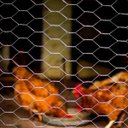 Ver imagem 4 de Tela Hexagonal Galinheiro 50x1,50m Fio 23 Morlan