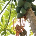 Ver imagem 3 de Colhedor de Frutas Ft-20750 Trapp