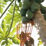 Colhedor de Frutas Ft-20750 Trapp - 3
