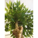 Ver imagem 2 de Planta Artificial Árvore Ficus Classic 1,60 metros de altura