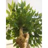 Planta Artificial Árvore Ficus Classic 1,60 metros de altura - 2