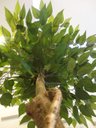Ver imagem 2 de Planta Artificial Árvore Ficus Classic 1,60 metros de altura