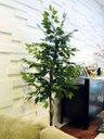 Ver imagem 1 de Planta Artificial Árvore Ficus Classic 1,60 metros de altura