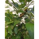 Ver imagem 4 de Planta Artificial Árvore Ficus Classic 1,60 metros de altura