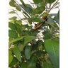 Planta Artificial Árvore Ficus Classic 1,60 metros de altura - 4