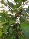 Ver imagem 4 de Planta Artificial Árvore Ficus Classic 1,60 metros de altura