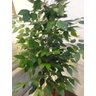 Planta Artificial Árvore Ficus Classic 1,60 metros de altura - 3