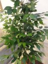 Ver imagem 3 de Planta Artificial Árvore Ficus Classic 1,60 metros de altura
