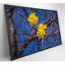 Ver imagem 2 de Quadro Ipê Amarelo em Árvore do Cerrado
