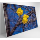 Ver imagem 3 de Quadro Ipê Amarelo em Árvore do Cerrado
