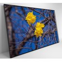 Ver imagem 7 de Quadro Ipê Amarelo em Árvore do Cerrado