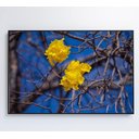 Ver mais imagens de Quadro Ipê Amarelo em Árvore do Cerrado