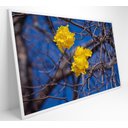 Ver imagem 1 de Quadro Ipê Amarelo em Árvore do Cerrado