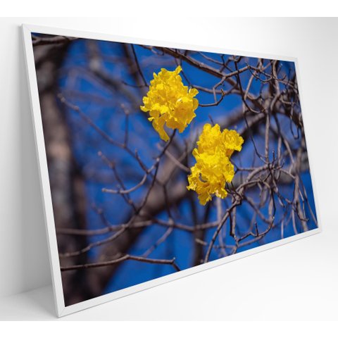 Quadro Ipê Amarelo em Árvore do Cerrado