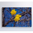 Ver imagem 6 de Quadro Ipê Amarelo em Árvore do Cerrado