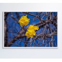 Ver imagem 4 de Quadro Ipê Amarelo em Árvore do Cerrado