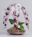 Ver imagem 2 de Arranjo Grande Vaso com 4 Flores Realistas de Orquídeas