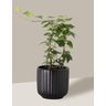 Vaso Cachepô de Cerâmica para Plantas Preto PE - 5