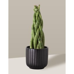 Vaso Cachepô de Cerâmica para Plantas Preto PE - 4