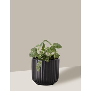 Vaso Cachepô de Cerâmica para Plantas Preto PE