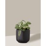 Vaso Cachepô de Cerâmica para Plantas Preto PE - 1