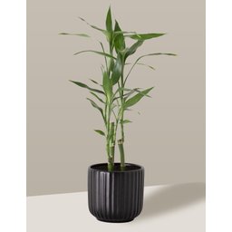 Vaso Cachepô de Cerâmica para Plantas Preto PE - 3
