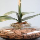 Ver imagem 4 de Arranjo de Orquídea Branca de Silicone No Vaso Vidro Transparente | Linha Permanente Formosinha