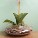 Ver imagem 3 de Arranjo de Orquídea Artificial Rosa no Vaso Vidro Transparente | Linha Permanente Formosinha