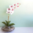 Ver imagem 1 de Arranjo de Orquídea Artificial 3d Tigre no Vaso Vidro Transparente | Linha Permanente Formosinha