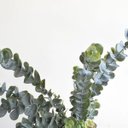 Ver imagem 3 de Buquê de Eucalipto de Silicone Artificial | Linha Permanente Formosinha