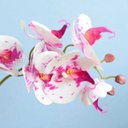 Ver imagem 2 de Arranjo de Orquídea Artificial 3D Tigre No Vaso Rose Gold | Linha Permanente Formosinha
